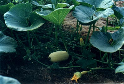 (Cucurbita maxima Duch.)