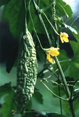 (Momordica charantia Linn.)