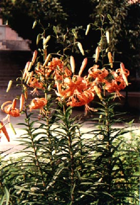 (Lilium lancifolium Thunb.)