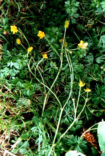 ʯ(Ranunculus sceleratus Linn.)