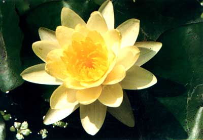 ˯(Nymphaea mexicana Zucc.)