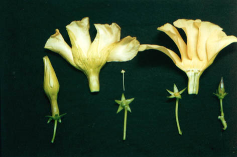 ƻ
    Thevetia peruviana (Pers.) K. Schum.