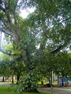 ˶ʣѤޱ (Ficus altissima Bl.)