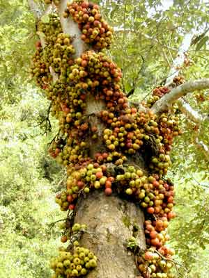 ۹ˣ۳ ۹(Ficus racemosa Linn)