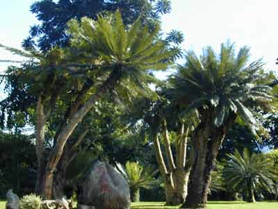 ֲʯ (Cycas pectinata Griff)