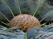 ֲʯ (Cycas pectinata Griff)