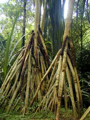 ׺ɣĻ֤ ¶(Pandanus tectorius)