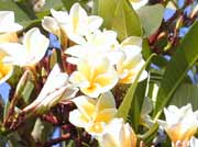 ŵζ (Plumeria rubra)