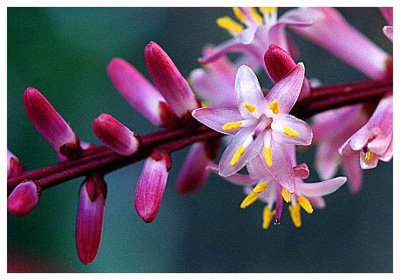 콹// Cordyline fruticosa(L.)Goepp.cv."Ferrea"/ :/ ǧľ/ 