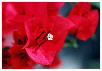 ���ظ�// Bongainvillea brasiliensis Raeusch. ����:/ ����÷�����ǻ������������� 