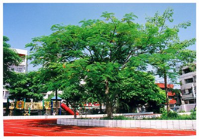 ���ľ// Delonix regia(Bojer ex Hook)Rafin./ ����:/ �컨���������/ 