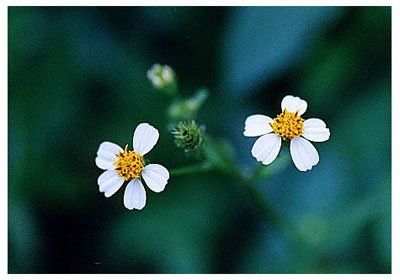 ���̷��// Bidens pilosa L.var.radiata S.Bipontinus/ ����:/ ��׻����롢��׻����Ų�/ 
