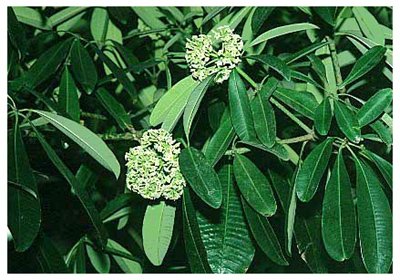 ڰ// Alstonia scholaris (L.) R. Br./ :/ Ƥľľ/ 