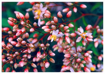 // Nandina domestica Thunb./ :/ ӡӡ/ 