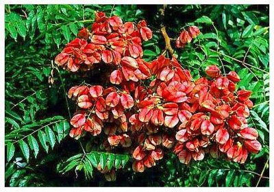 ̨������// Koelreuteria formosana/ ����:/ ���鬡���鬹������߾�/ 