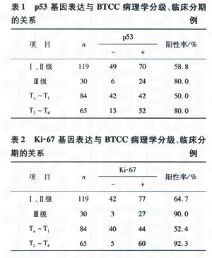 p53\Ki-67װԵĻعо