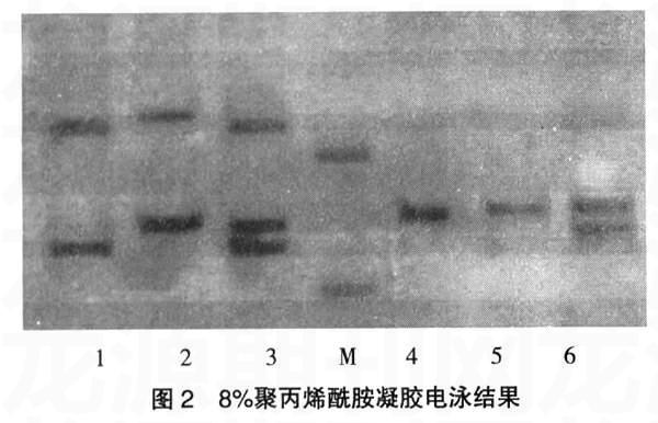 PCRೣȾɫSTR D15S128