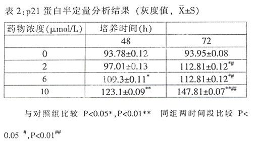 P21/CIP1յMA782ϸĹϵ