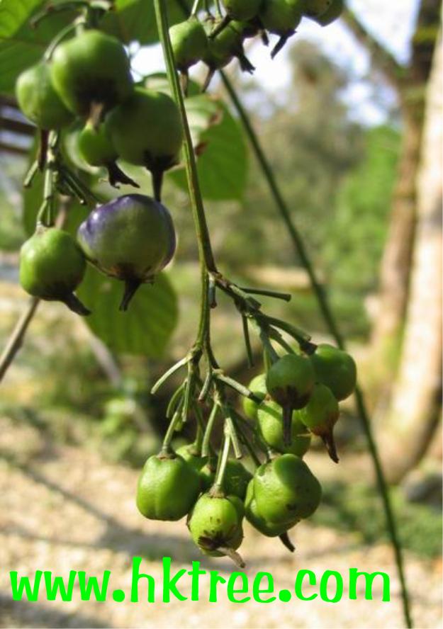 ɽDianella  ensifolia