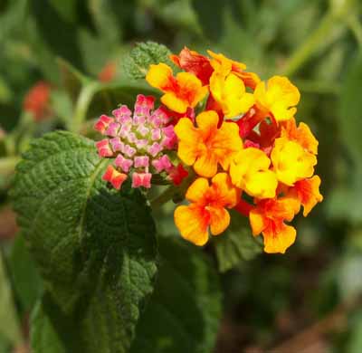 ӧLantana  camara