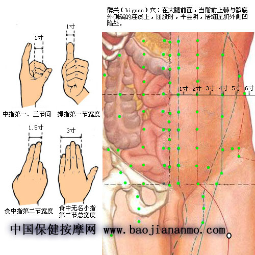 髀关穴位位置图_功用_主治病症_标准定位_取法_刺灸法